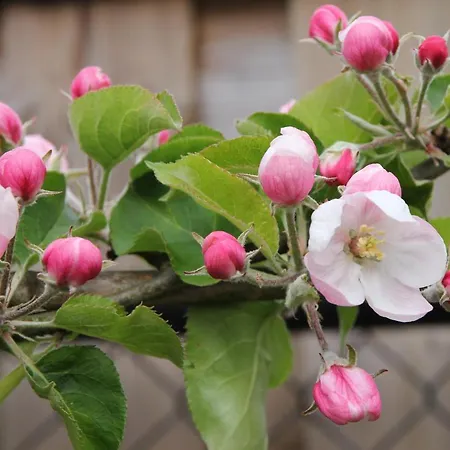 Buitenwaard Frühstückspension *