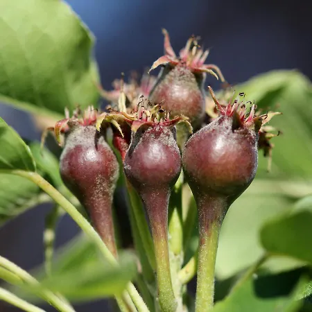 Couette-café Buitenwaard