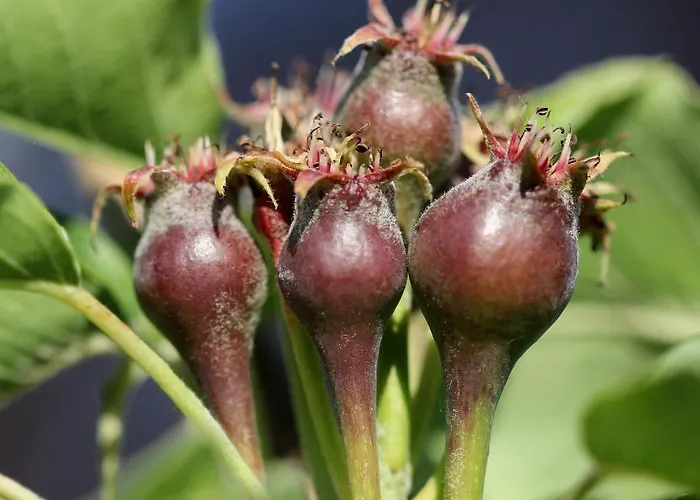 Bed & Breakfast Buitenwaard