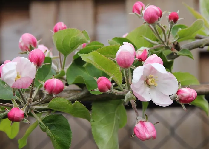 Buitenwaard Bed & Breakfast *